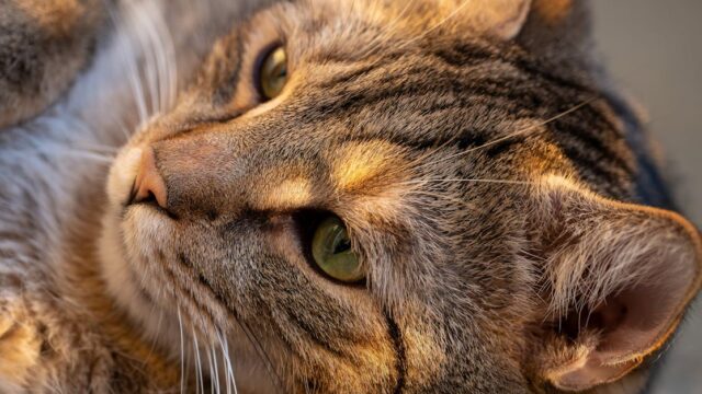 The Curious Case of Strawberry Diaper Cat Videos