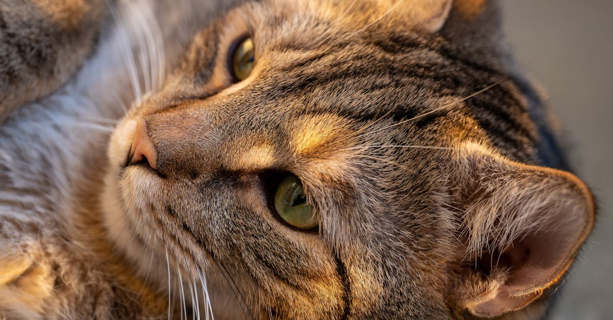 The Curious Case of Strawberry Diaper Cat Videos